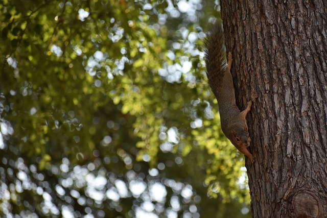 拜仁莱万多夫斯基连续两场进球